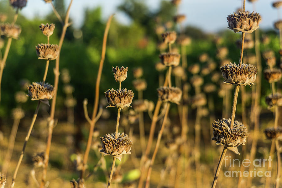 Napa Valley Fall Dried Wildflowers II by Shari Warren Photography