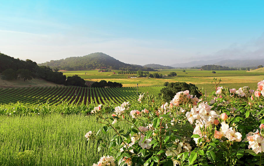 Napa Valley Landscape In Spring Photograph by Creativeye99