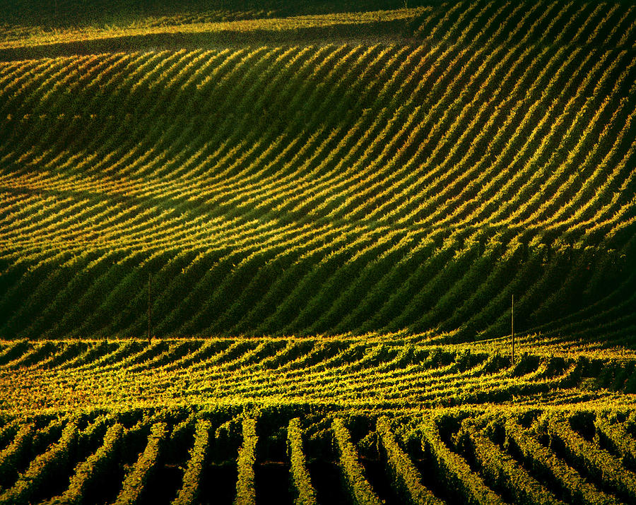 Napa Valley Vineyard Photograph by Photographer Chris Archinet