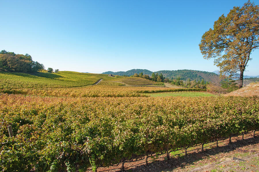 Napa Valley Wine Country Photograph by Mark Duehmig