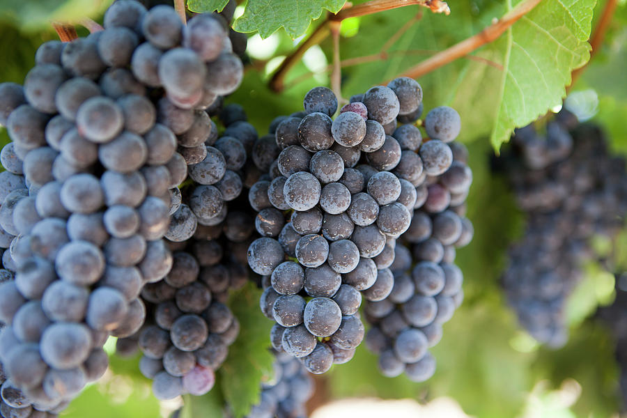Napa Valley Wine Grapes Ripening During Photograph by Carterdayne