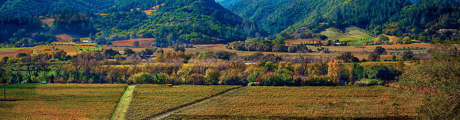Napa Valley wine road panoramic Photograph by Patricia Dennis