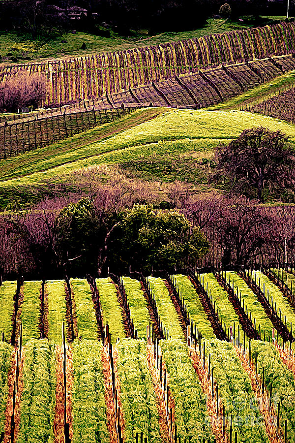 Napa Valley Wine Vineyards Art  Digital Art by Chuck Kuhn