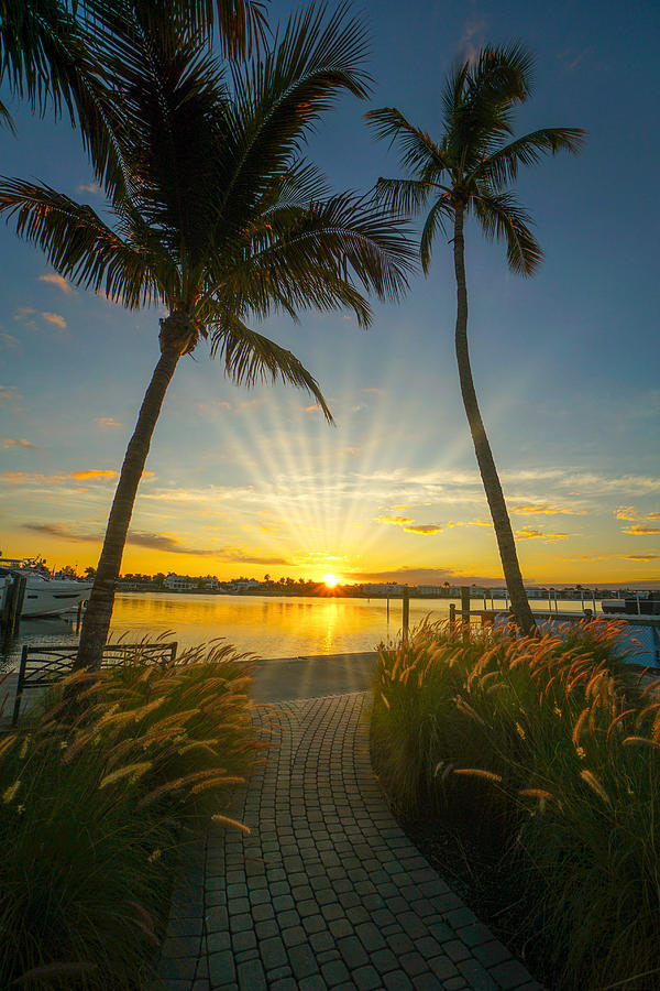 Naples Sunrise Palms Photograph by Joey Waves