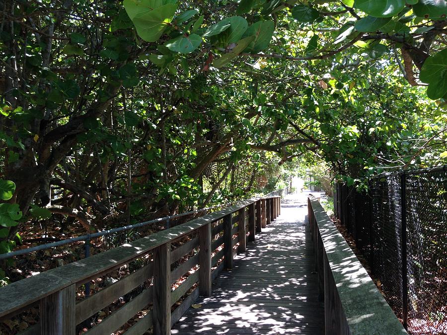 Tree Photograph - Naples Walking Path by Laura Smith