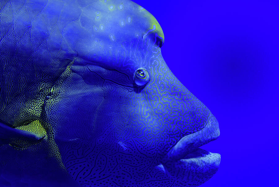 Napoleon Wrasse Portrait. Red Sea, Egypt Photograph by Graham Eaton ...