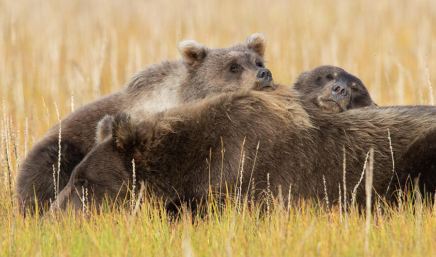 Napping Bear Family Photograph by Max Waugh