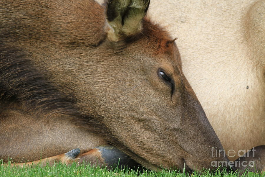 Napping Cow Elk Photograph by Edward R Wisell
