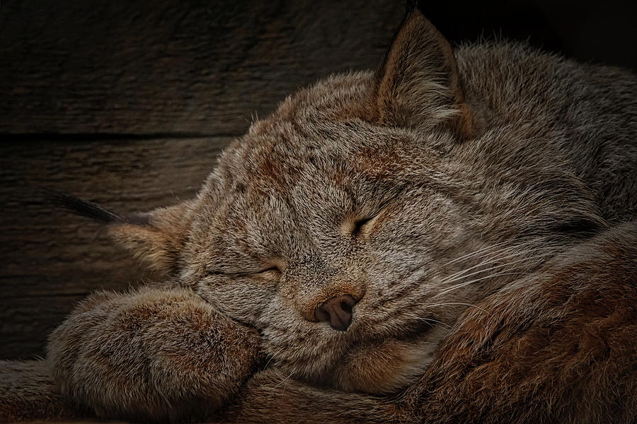 Napping Lynx Photograph by Ernest Echols