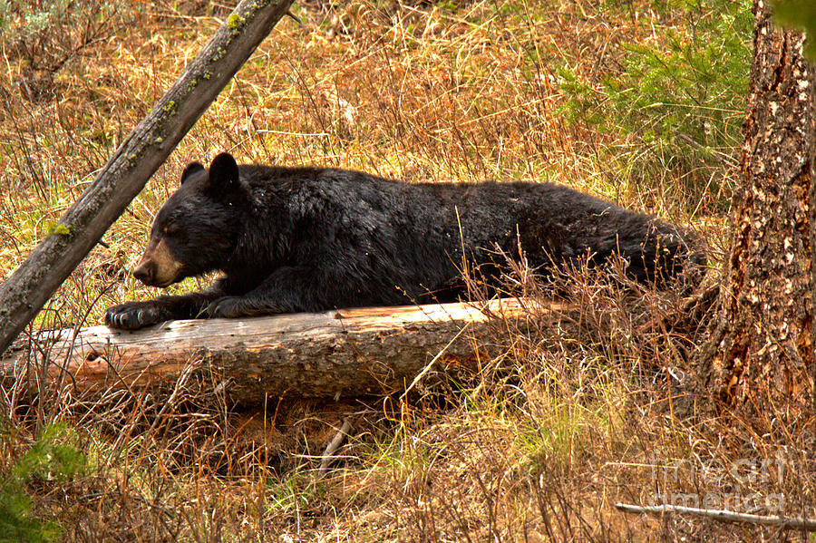 Napping On My Favorite Log Photograph by Adam Jewell