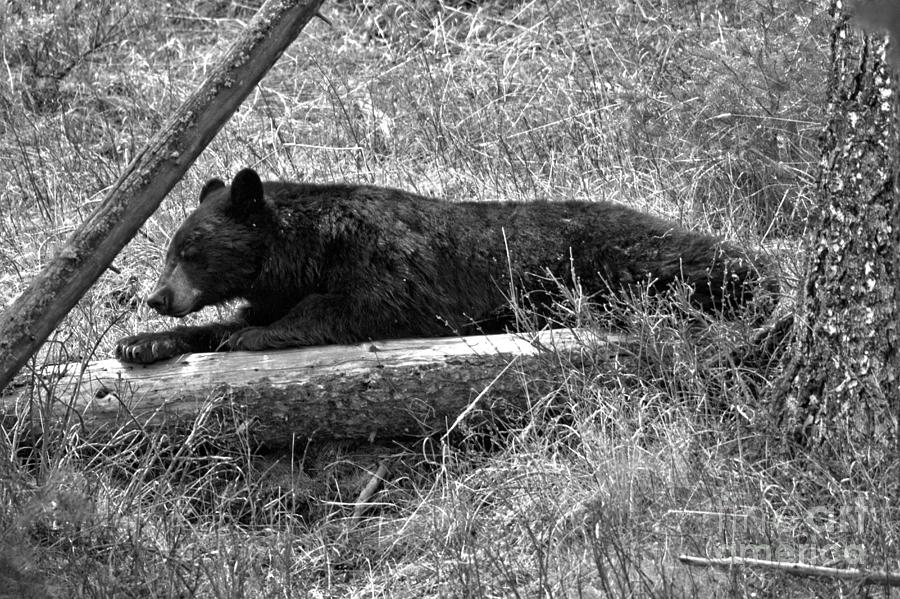 Napping On My Favorite Log Black And White Photograph by Adam Jewell