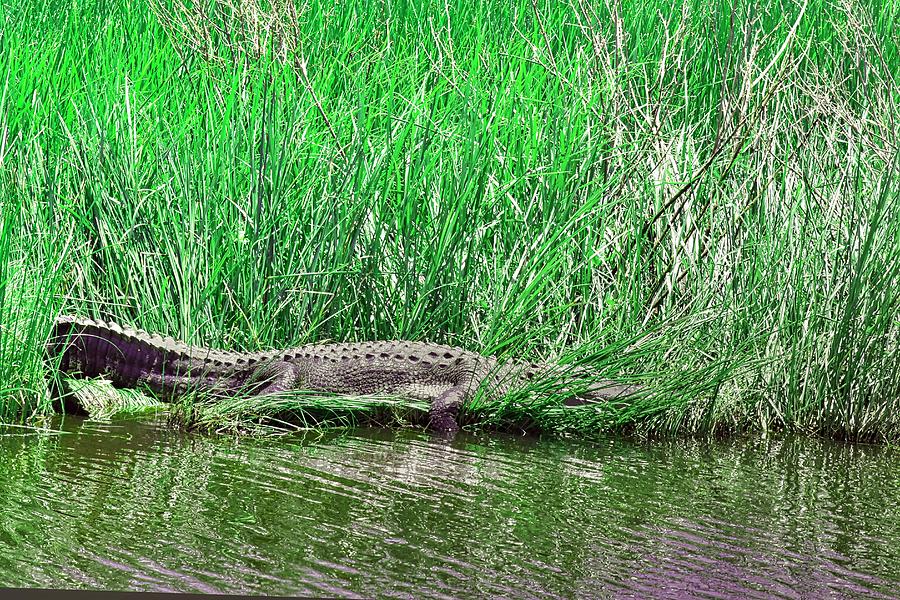 Napping On The Bayou Photograph