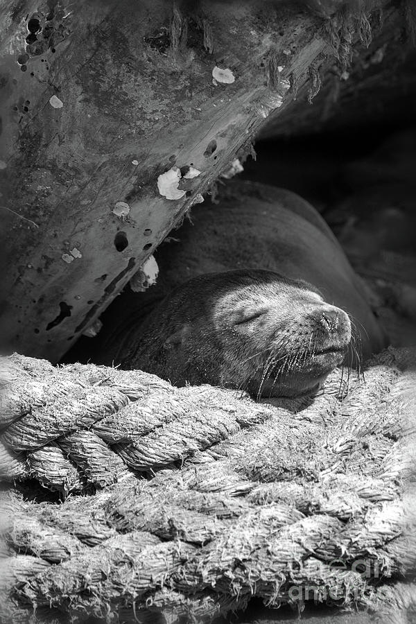 Napping with the Barnacles Photograph by Becqi Sherman