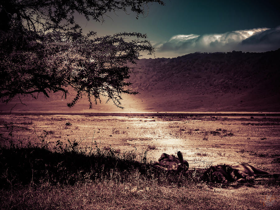 NAPTIME UNDER THE ACACIA by Elie Wolf NAPTIME UNDER THE ACACIA by Elie Wolf