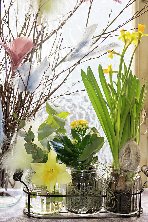 Narcissi And A Flaming Katy Planted In Jars Photograph by Cecilia Mller