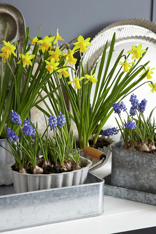 Narcissi And Grape Hyacinths In Zinc Containers Photograph by Simon Scarboro