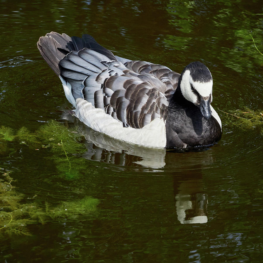 Narcissos. Barnacle Goose Mirroring Photograph