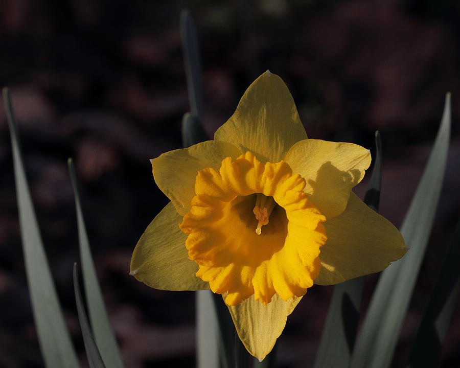 Narcissus 5668 Photograph by John Moyer
