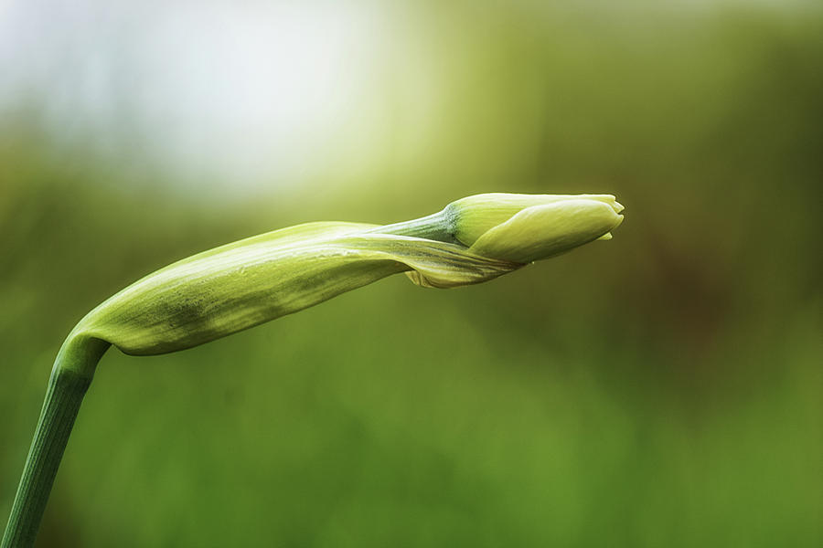 Narcissus Bud Photograph by Sue Capuano | Fine Art America