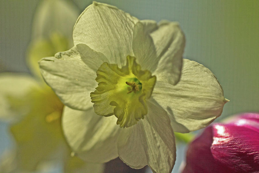 Narcissus dream like yellow petals  stamen 5828 Photograph by David Frederick
