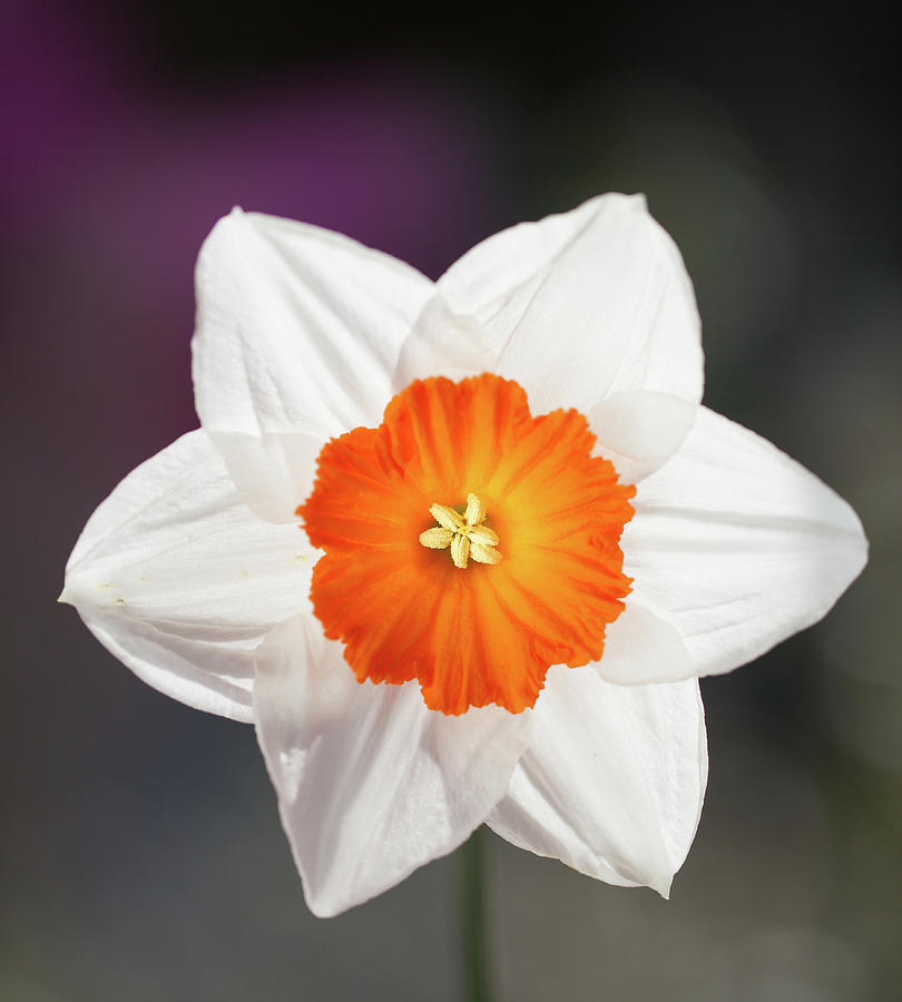 Narcissus Flower Photograph by Peter Chadwick Lrps