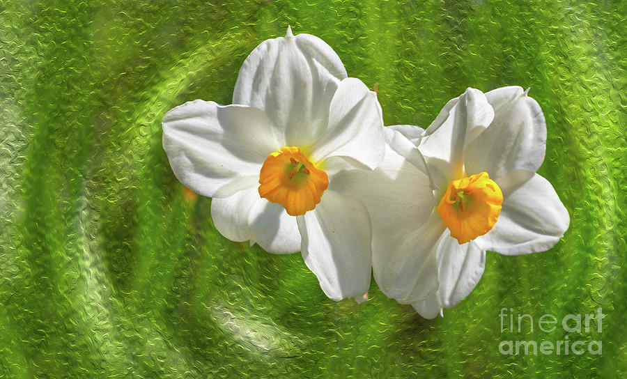 Narcissus flowers Photograph by Bernd Laeschke