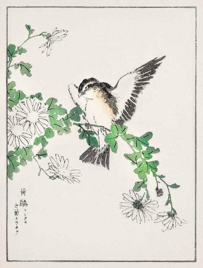 Narcissus Flycatcher and Chrysanthemum illustration from Pictorial ...