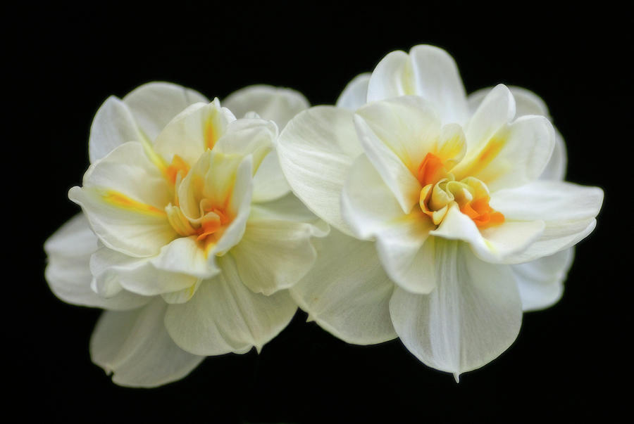 Narcissus Photograph by Love Photography