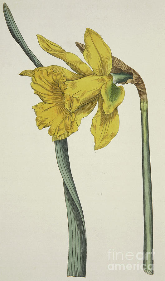 Narcissus Major  Great Daffodil Painting by English School