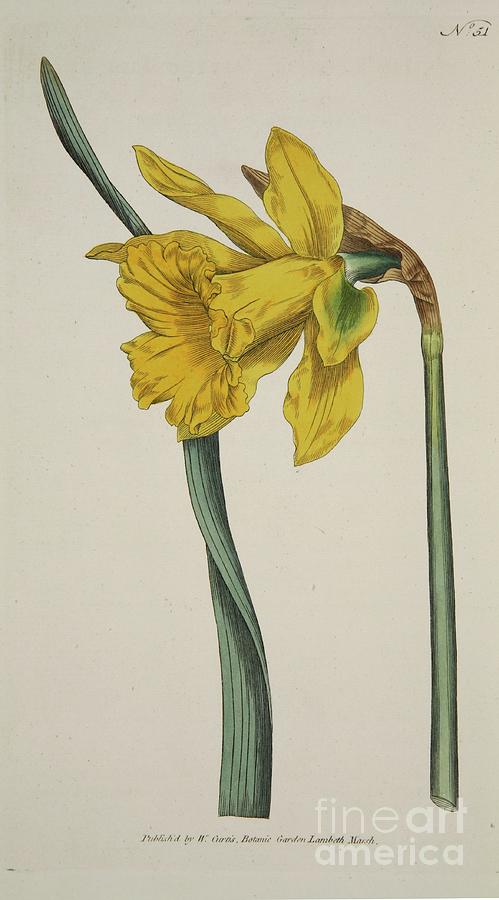 Narcissus Major Great Daffodil Drawing by Heritage Images