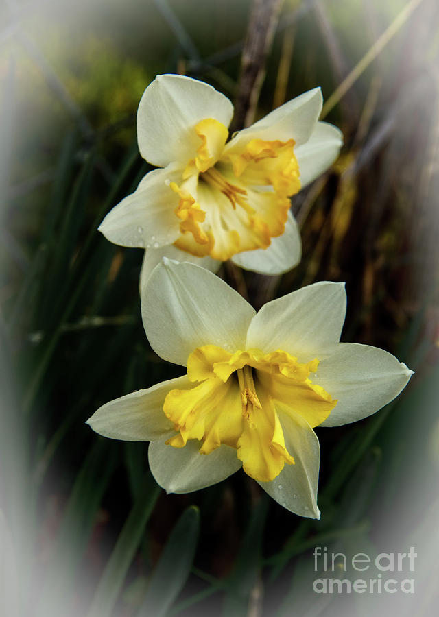 Nature Photograph - Narcissus by Robert Bales