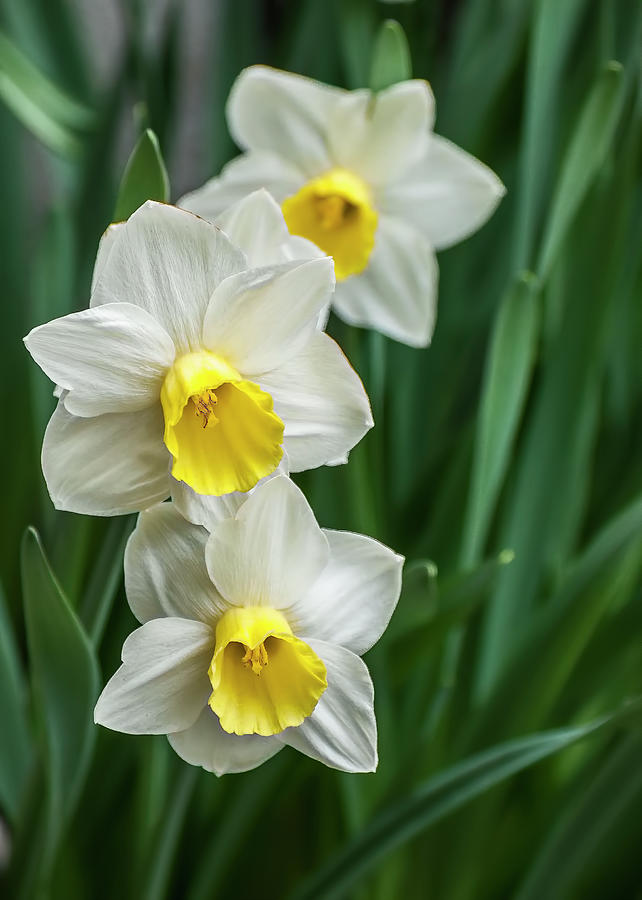 Narcissus Trio Photograph by Ginger Stein