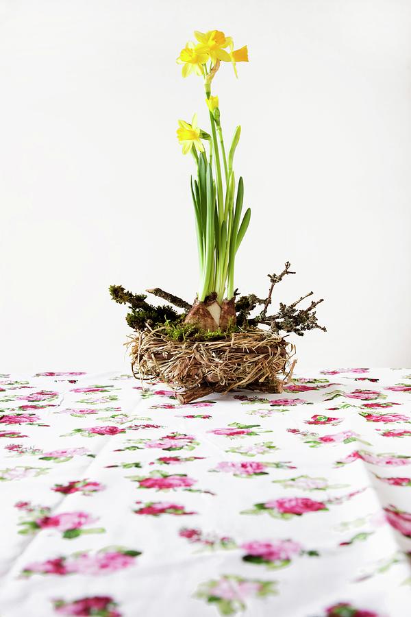 Narcissus With Bulbs In Nest With Elder Twigs On Floral Tablecloth Photograph by Sabine Lscher