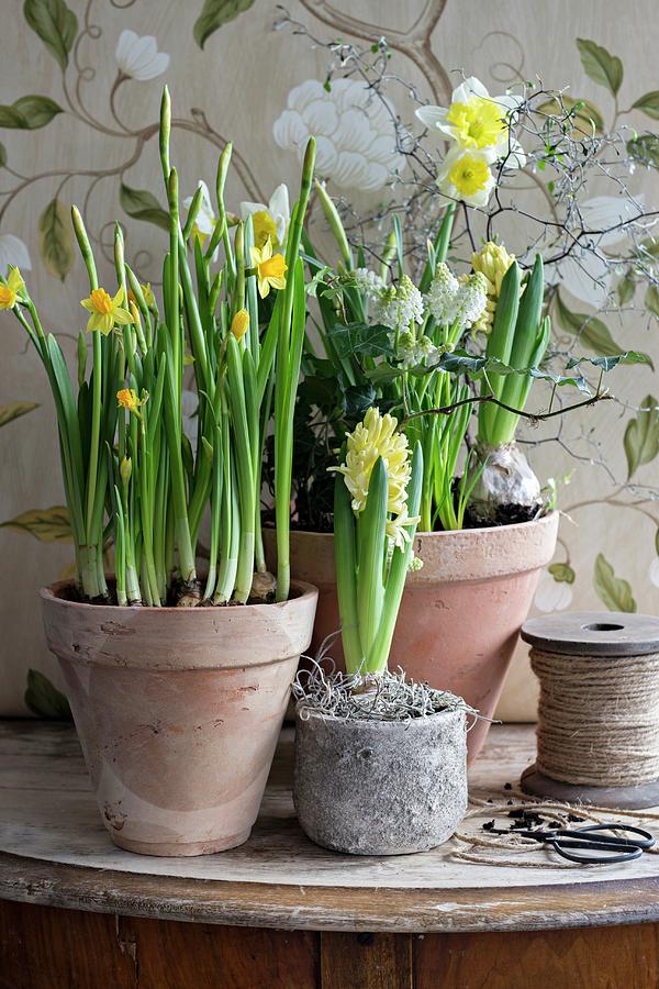 Narcissus, Yellow Hyacinths And White Grape Hyacinths In Terracotta Pots Photograph by Cecilia Mller