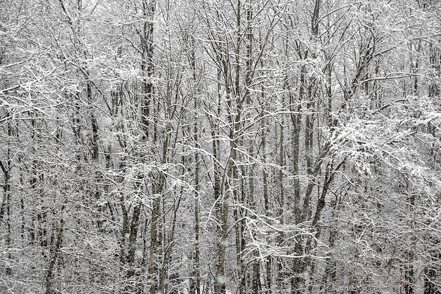 Narnia-like Photograph by Jamart Photography