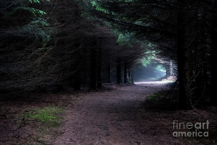 Narrow Path Through Foggy Mysterious Forest Photograph by Andreas Berthold