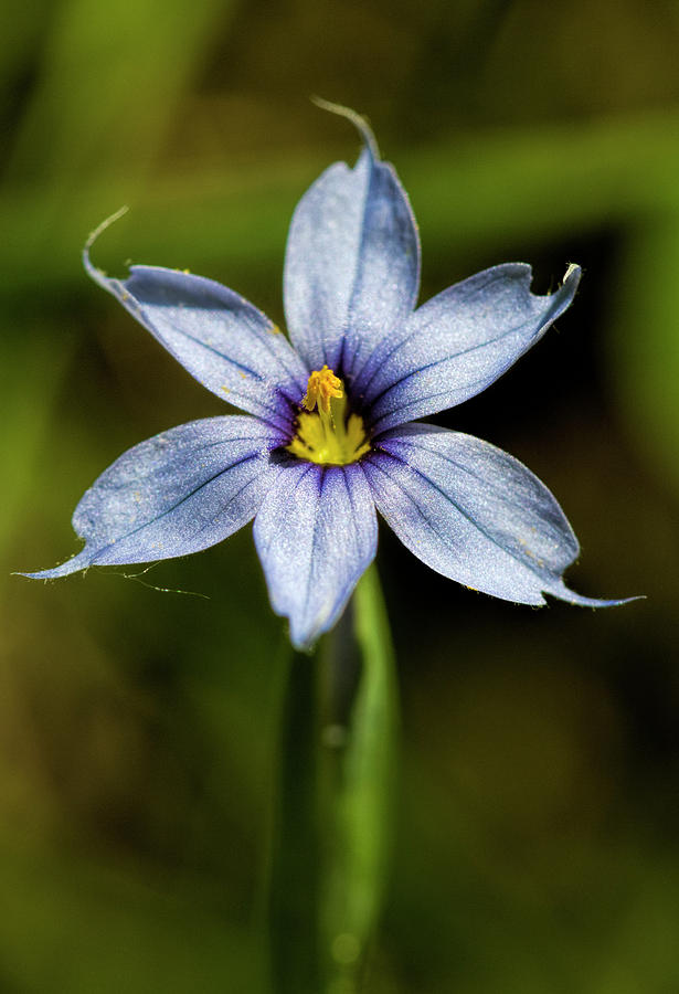 Narrowleaf Blue-eyed Grass Wildflower Photograph by Kathy Clark