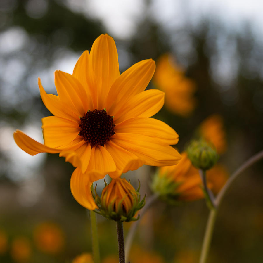 Narrowleaf Sunflower 1 Photograph