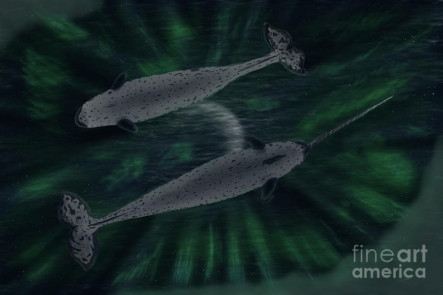 Narwhal Auroras by the Ford Family Narwhal Auroras by the Ford Family