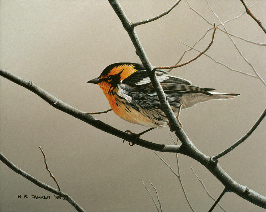 Nashville Warbler Painting by Ron Parker