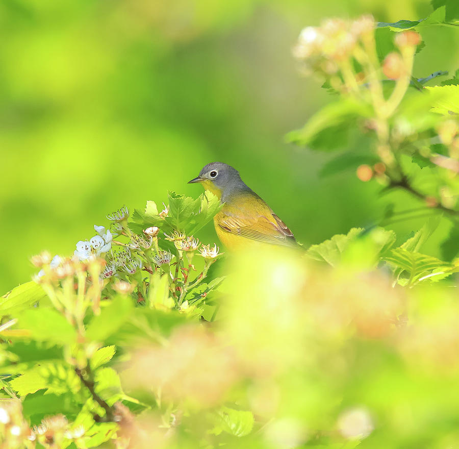 Nashville Warbler Spring Blooms by Dan Sproul Nashville Warbler Spring Blooms by Dan Sproul