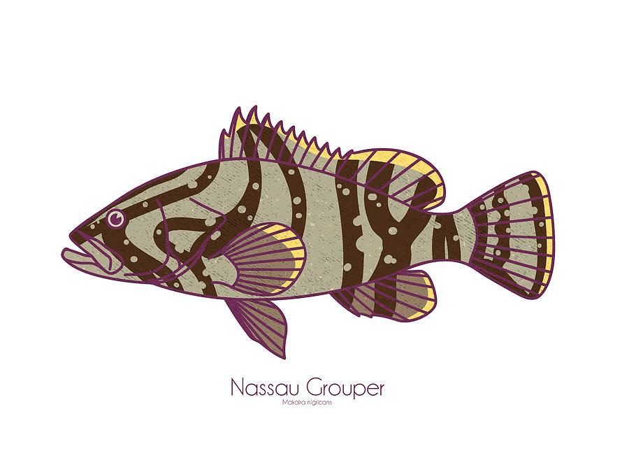 Nassau Grouper Digital Art by Kevin Putman