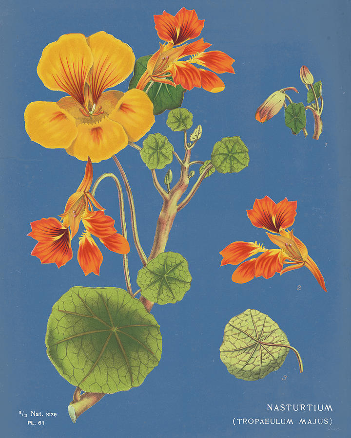 Flower Painting - Nasturtium Chart Blue by Sue Schlabach