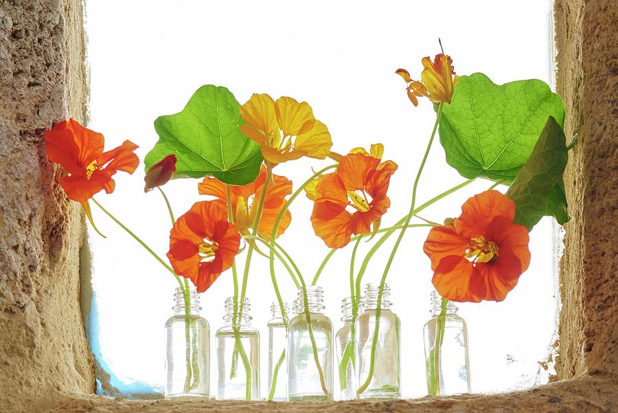 Nasturtium Flowers In Several Small Glass Bottles On Windowsill Photograph by Nele Braas