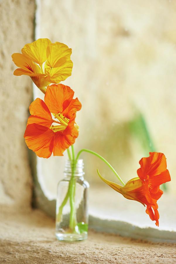 Nasturtium Flowers In Small Glass Bottle On Windowsill Photograph by Nele Braas