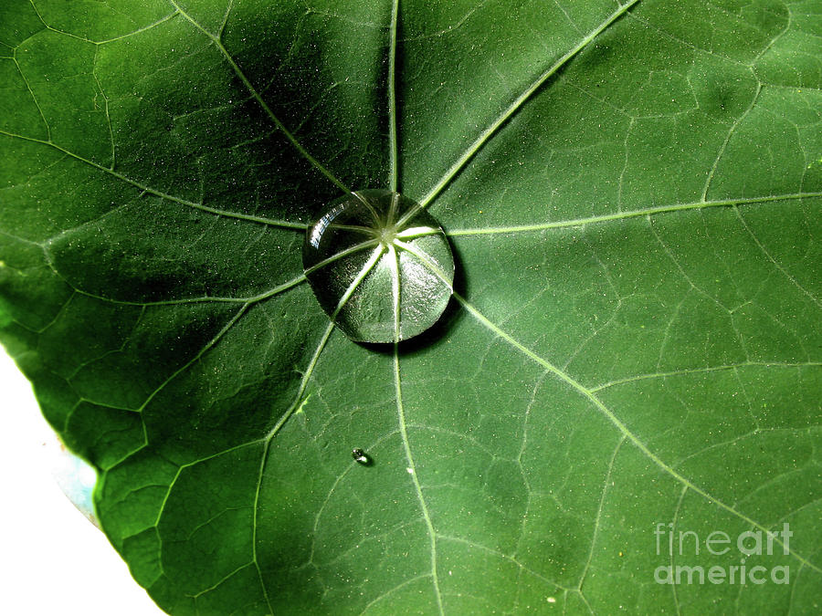 Nasturtium Leaf Photograph by 