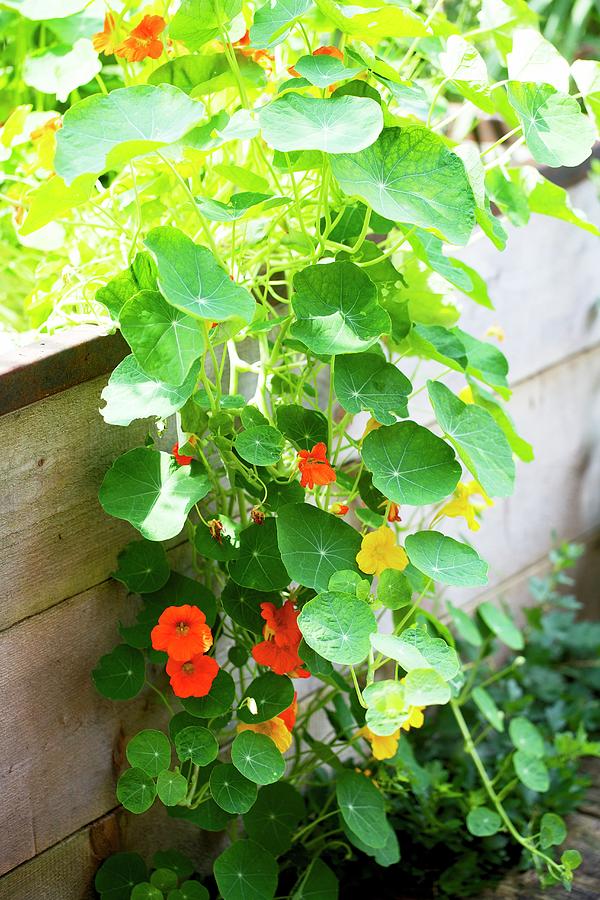 Nasturtiums In A Raised Flower Bed Photograph by Ulrike Schmid