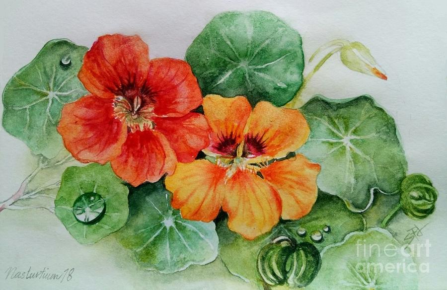 nasturtium painting