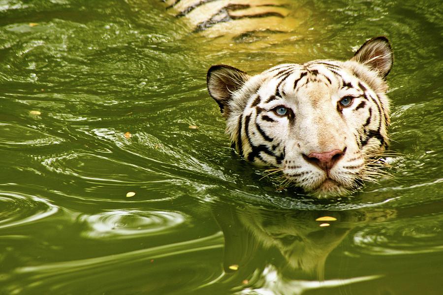 National Animal Photograph by This Is Captured By Sandeep Skphotographys@gmail.com National Animal Photograph by This Is Captured By Sandeep Skphotographys@gmail.com