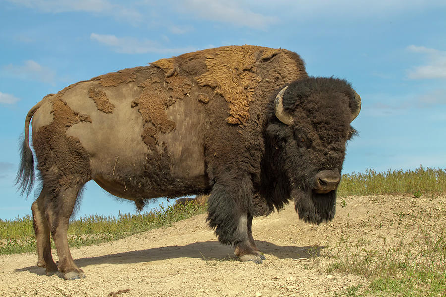 National Bison Range, Montana, USA Photograph by Janet Horton